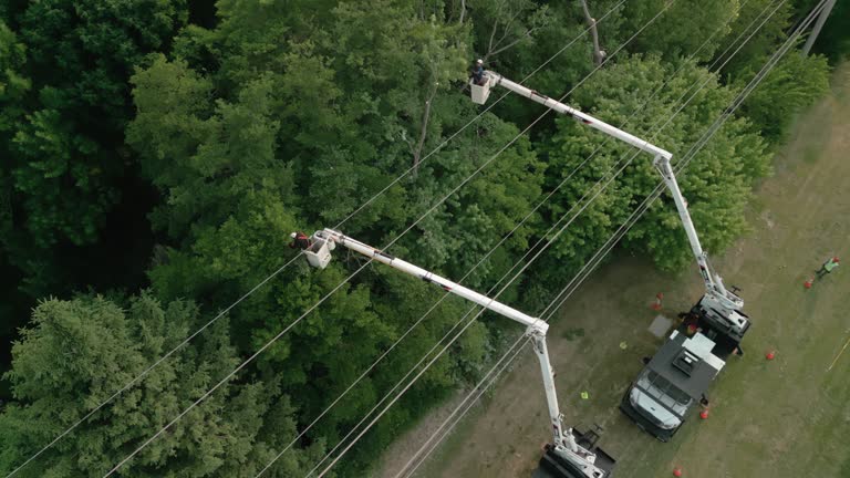 How Our Tree Care Process Works  in  Franklin, LA